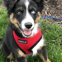 Toy Australian Shepherd Puppies from Kickapoo Creek Toy Aussies