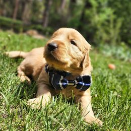 Golden Retrievers from Selaronos Goldens