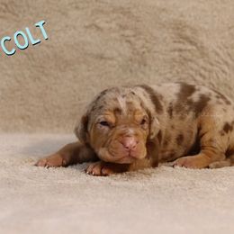 Colt - Red merle Catahoula Leopard Dog puppy in Trout, Louisiana from Diamond H Ranch