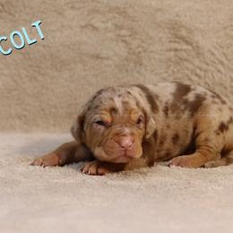 Colt - Red merle Catahoula Leopard Dog puppy in Trout, Louisiana from Diamond H Ranch