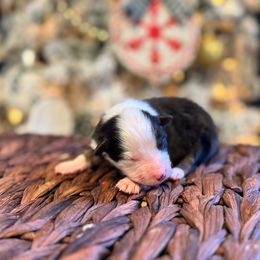 Girl 1 - female Miniature American Shepherd puppy in from 3 Barrels Farms, LLC