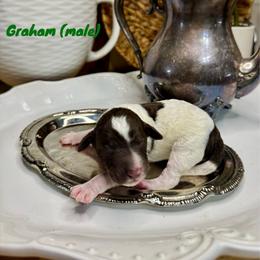 Graham - Parti male Labradoodle puppy in Candler, North Carolina from Maple Bakin’ Doodles