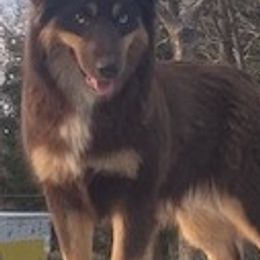 Catahoula Leopard Dogs and Miniature Australian Shepherds from Lava Run Kennels