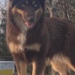Catahoula Leopard Dogs and Miniature Australian Shepherds from Lava Run Kennels