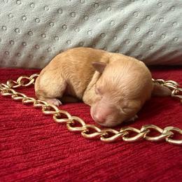 Gucci - Apricot male Poodle puppy in Taylorsville, North Carolina from SilverLining highlands and hounds