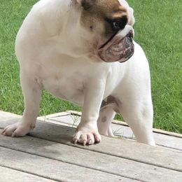 Bulldog Puppies from Deb Dixon's Bulldogs