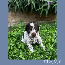 Boy 1 - Brown roan male Lagotto Romagnolo puppy in Salida, California from Harper's Lagotti