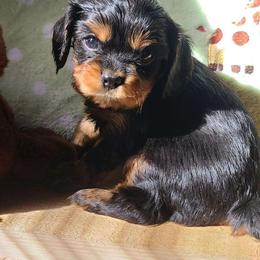 Huffkin - Black and tan male Cavalier King Charles Spaniel puppy in Winthrop, New York from McMahon's Cavalier King Charles Spaniels