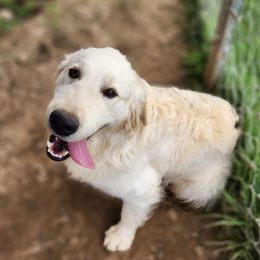 Ambrose - Golden Retriever