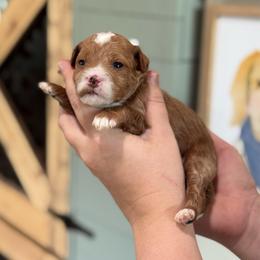 Onion - Red  female Goldendoodle puppy in Wharton, Texas from Little Fur Friends