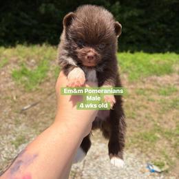 Choc boy - Chocolate male Pomeranian puppy in Kentucky from Em&M Pomeranians