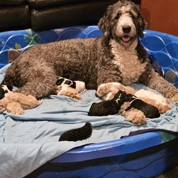 Bernedoodle puppies from NW Doodles