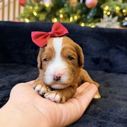 Joy - Red female Australian Labradoodle puppy in Summerfield, North Carolina from Four Oaks Labradoodles