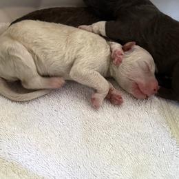 Girl 3 - Off-white female Lagotto Romagnolo puppy in Sherman, Texas from Texas Lagottos