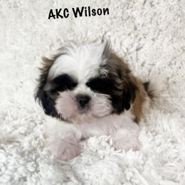 AKC Wilson - Brindle and white male Shih Tzu puppy in Greenville, South Carolina from Babyface Shih Tzu
