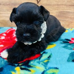 Girl 2 - Black Miniature Schnauzer puppy in Malvern, Arkansas from Deep South Miniature Schnauzers
