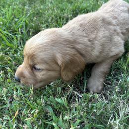 Saquaro - Dark golden male Golden Retriever puppy in Mesa, Arizona from Grand Canyon Goldens
