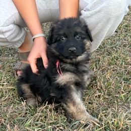 Trixie red - Black and red female German Shepherd puppy in Herrick, South Dakota from Dakota Shepherds Kennels