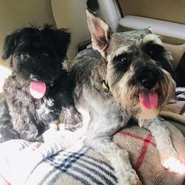 Havanese, Miniature Schnauzers, Poodles, and Schnoodles from Mashburns Little Munchkins