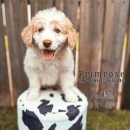 Primrose - White and gold female Bordoodle puppy in Elizabeth City, North Carolina from Howdy Doodles