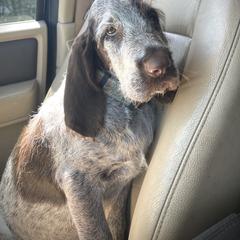 Spinone Italiano Puppies from High Pines Spinoni Italiani