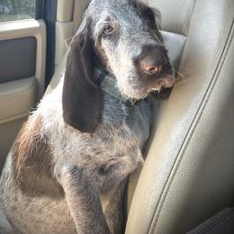 Spinone Italiano Puppies from High Pines Spinoni Italiani