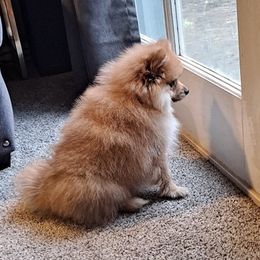 Pomeranians from Oscar's Pomeranians