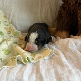 Boy 4 Mark - male Bernese Mountain Dog puppy in Thomasville, North Carolina from Beitzel Babies