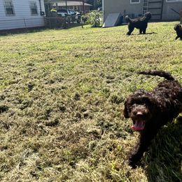 Goldendoodle and Poodle Puppies from Syren House Doodles & Poodles