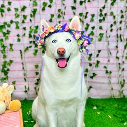 Laika - Siberian Husky