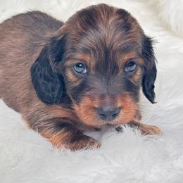 Dino - Red male Dachshund puppy in Sumrall, Mississippi from Huckleberry Tails