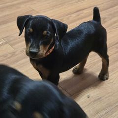 Betsy- Orange Collar - Black female German Pinscher puppy in Chatham, Virginia from Wild Mountain Haven K9