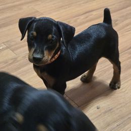 Betsy- Orange Collar - Black female German Pinscher puppy in Chatham, Virginia from Wild Mountain Haven K9