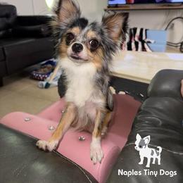 Fritter - Chihuahua