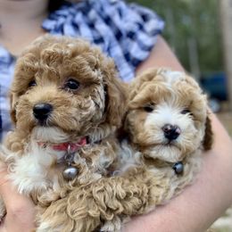 Poodle puppies from Loblolly Ranch