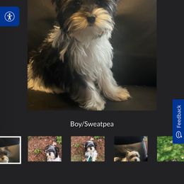 Yorkshire Terrier Puppies from Danielle Cole