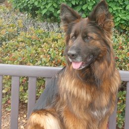German Shepherds from Whispering Wood's German Shepherds