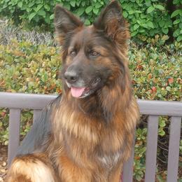 German Shepherds from Whispering Wood's German Shepherds