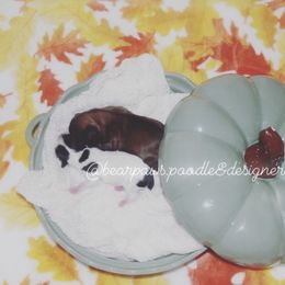 Shihpoo puppies from 🧸 Bear Paws: Poodle & Designer Toy Breed 🐩