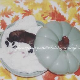 Shihpoo puppies from 🧸 Bear Paws: Poodle & Designer Toy Breed 🐩