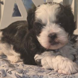 Finney - Black and white male Shihpoo puppy in Eldon, Missouri from B&B Designer Shihpoo’s
