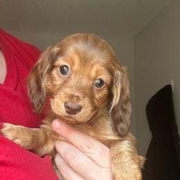 Coco - Chocolate and tan female Dachshund puppy in Sacred Heart, Minnesota from Sacred Dachshunds