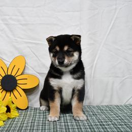 Carter - Black and tan male Shiba Inu puppy in Arcola, Illinois from Highline Puppies