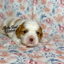 Jasper - Blenheim male Cavalier King Charles Spaniel puppy in Nashville, Arkansas from Rocky Road Puppies