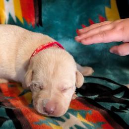Axel (Red Collar) - Yellow male Labrador Retriever puppy in Commerce, Oklahoma from Standing Water Kennels