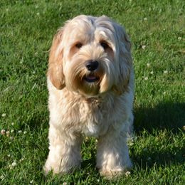 Australian Labradoodles from Mountain View Meadow Labradoodles