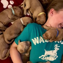 Goldendoodle Puppies from Cooley Doodles