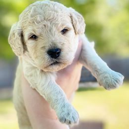 Goldendoodle Puppies from Gulf Coast Mini Doodles