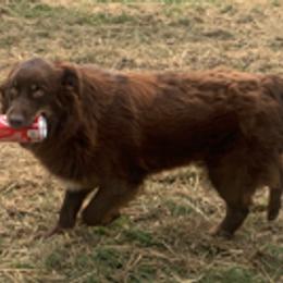 Australian Shepherds from McCullah’s Australian Shepherds