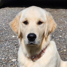 Golden Retriever All Grown Up from Tamarind Goldens